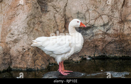 Oche domestiche (Anser anser domesticus) in piedi su una roccia Foto Stock