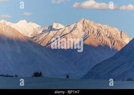 I turisti a cavallo di cammelli bactrian nello splendido scenario del tramonto nella zona di dune di sabbia vicino a Hunder, Valle di Nubra, Ladakh, Jammu e Kashmir India Foto Stock