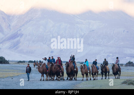 I turisti a cavallo di cammelli bactrian nella zona di Hunder, Valle di Nubra, Ladakh, Jammu e Kashmir India Foto Stock