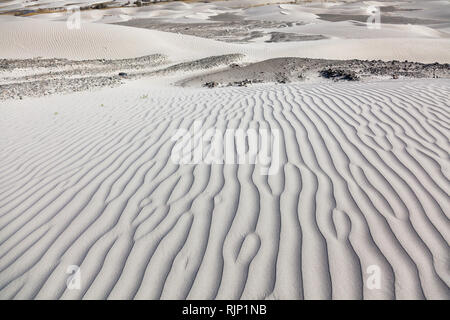 Bei modelli sulle dune di sabbia nella zona di Hunder, Valle di Nubra, Ladakh, Jammu e Kashmir India Foto Stock