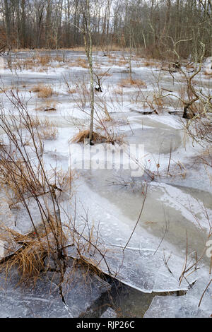 Coperte di ghiaccio superficie di palude con alberi durante la stagione invernale nella grande palude National Wildlife Refuge.Morris County.New Jersey.USA Foto Stock