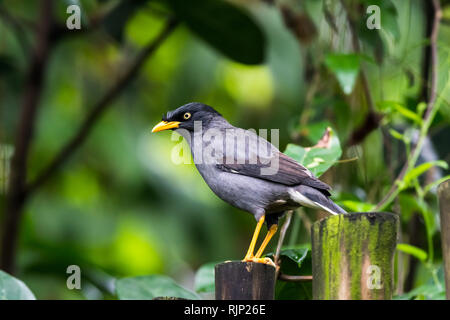 Iavan Myna [Acridotheres javanicus] Foto Stock