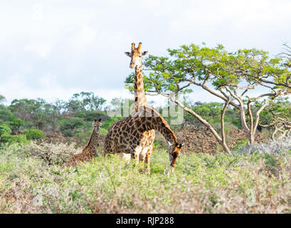 Una giraffa famiglia nel sud della savana africana Foto Stock