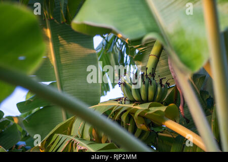 Albero di banano con banana a sunrise nel giardino (2) Foto Stock