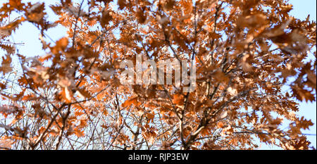 Vista dalla parte inferiore alla parte superiore di un albero di acero pieno di foglie secche durante la stagione autunnale. Foto Stock