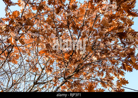 Vista dalla parte inferiore alla parte superiore di un albero di acero pieno di foglie secche durante la stagione autunnale. Foto Stock