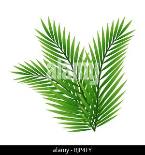 Il verde delle foglie di palma isolati su sfondo bianco Illustrazione Vettoriale