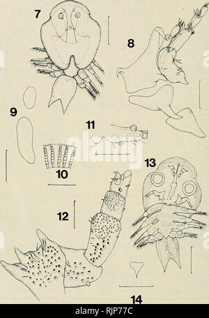 . La Australian zoologo. Zoologia; Zoologia; Zoologia. THOMAS BYRNES. Argulus australiensis, sp. nov. Fig. 7. Maschio, dorsale. Fig. 8. La prima e la seconda le antenne e ventrale di. Fig. 9. Aree respiratoria, ventrale di. Fig. 10. Nervature della ventosa. Fig. 11. Porzione basale della quarta gamba, ventrale di. Fig. 12. Maxilliped, ventrale di. Fig. 13. Maschio, ventrale di. Fig. 14. Dente-come processo. Linee di scale: (7) e (13) 1.000 mm. (8), (10) e (12) di 100 mm. (9) e (11) di 500 mm. (14) 50 mm. 582 Aust. Zool. 21(7), 1985. Si prega di notare che queste immagini vengono estratte dalla pagina sottoposta a scansione di immagini che possono essere state migliorate digitalmente per leggere Foto Stock