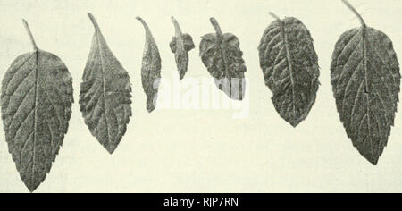 . Le auxine e la crescita di pianta. Auxin; la crescita della pianta la promozione di sostanze. Fisiologica ed effetti anatomica 123 foglie successive sono sviluppati successivamente alla applicazione di auxina alle piante di menta piperita. Lascia che sono vicino a maturità al momento del trattamento con 2,4-D si maturi normalmente come si vede nella foglia di destra in figura. Lascia che sono un po' meno maturo al momento di trattare- ment caratteristicamente mostrano distorsione della metà inferiore della foglia, in cui le isolette mesophyll non riescono a svilupparsi normalmente, in modo tale che cladifica- tion o espansione non funziona al di sopra della parte inferiore della foglia. Ancora giovane. Fig. Foto Stock