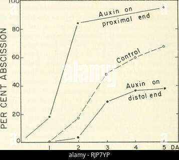 . Le auxine e la crescita di pianta. Auxin; la crescita della pianta la promozione di sostanze. 112 fondamentali della azione di auxina il primo di questi è il reale contenuto di auxina dell'organo che può essere abscissed, particolarmente rispetto al gradiente di auxina livelli tra organo e lo stelo a cui è fissato. L'impor- tanza di auxina il gradiente è stato stabilito da Shoji et al (1951). Essi hanno scoperto che abscissione delle foglie si è verificato quando la produzione di auxina essere- venuto bassa e il gradiente di auxina attraverso la strato di abscissione divenne piccola. Questo gradiente è una funzione della velocità di produzione di auxina nell'organo Foto Stock