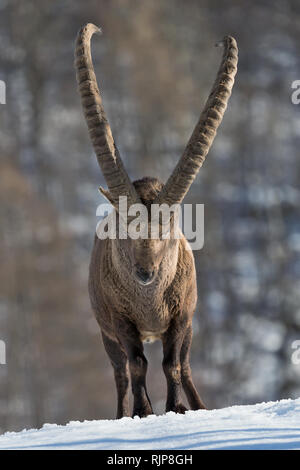 Il re delle Alpi, ritratto di stambecco (Capra ibex) Foto Stock