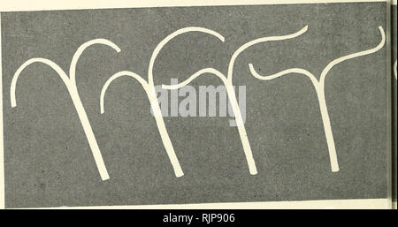 . Le auxine e la crescita di pianta. Auxin; la crescita della pianta la promozione di sostanze. Le auxine. Si prega di notare che queste immagini vengono estratte dalla pagina sottoposta a scansione di immagini che possono essere state migliorate digitalmente per la leggibilità - Colorazione e aspetto di queste illustrazioni potrebbero non perfettamente assomigliano al lavoro originale. Leopoldo, A. Carl (Aldo Carl), 1919-. Berkeley, Università di California premere Foto Stock