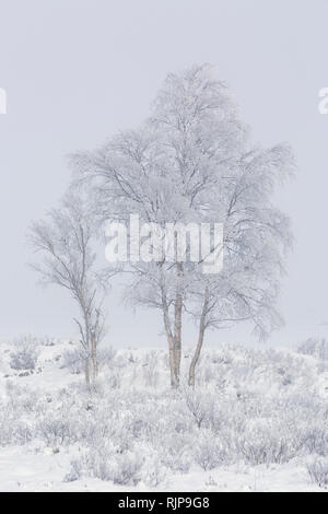 Argento di betulle coperto di brina su un nebbioso giorno d'inverno. Loch Ba, Rannoch Moor, regione delle Highlands, Scozia Foto Stock