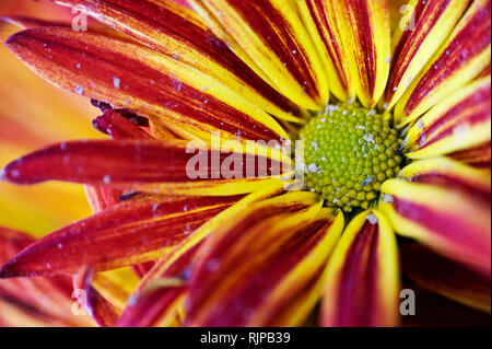 Symphyotrichum novi-belgii anche noto come New York aste Foto Stock