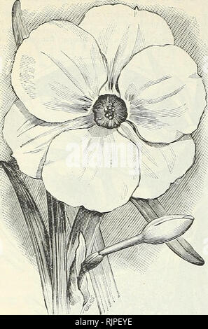 . Autunno 1892 : la nostra nuova guida. 18 IL DINGEE &AMP; GONARD COMPAiTZ.. NARCISSUS POETICUS ORNATUS. Mjlicissus pqeticus. Questo, del poeta narciso, chiamato anche Fagiano's eye, non necessita di alcuna lode ; un intrico dovrebbe essere in ogni giardino tra shrab- bery o nell'erba; mezza dozzina o decina di lampadine farà un bel ciuffo che aumenterà di dimensione e la bellezza di anno in anno; non necessita di alcuna protezione durante l'inverno; fiorisce molto presto ; bianco puro e fiori, con piattini in miniatura, bordato con bright crimson; straordinariamente bella e graziosa; può anche essere facilmente coltivati in casa in vasi o vasi, presentazione Foto Stock