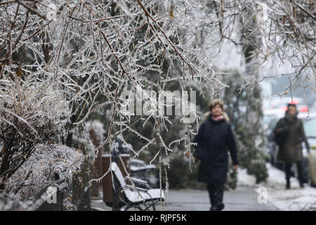 Dettagli con vegetazione congelati dopo una pioggia gelata meteo fenomeno Foto Stock