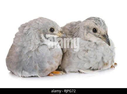 Re quaglie davanti a uno sfondo bianco Foto Stock