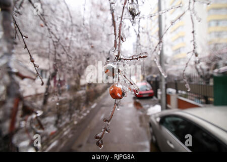 Dettagli con vegetazione congelati dopo una pioggia gelata meteo fenomeno Foto Stock