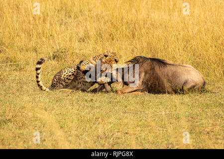 Ghepardo (acynonyx jubatus) la caccia nel Masai Mara in Kenya Foto Stock