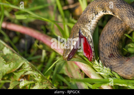 Foto della fauna selvatica della biscia tassellata in Repubblica Ceca Foto Stock