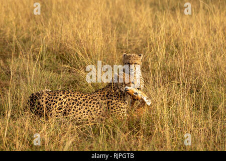 Ghepardo (acynonyx jubatus) la caccia nel Masai Mara in Kenya Foto Stock