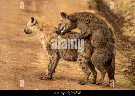 Insolito avvistamento di due spotted hyaenas Crocuta crocuta coniugata al mara triangolo nel masai Mara in Kenya Foto Stock