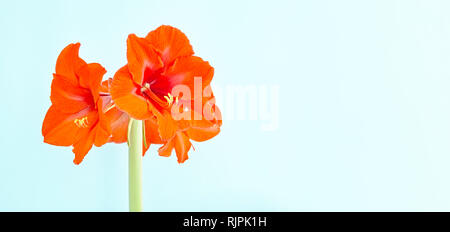 Amaryllis rosso Foto Stock