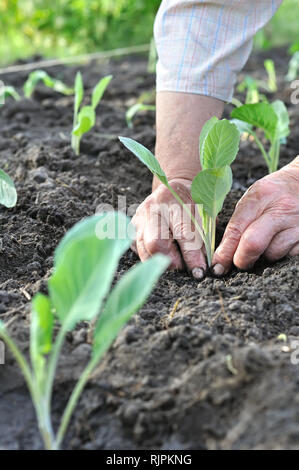 Il giardiniere le mani di piantare una piantina di cavolo nel giardino vegetale,fuoco selettivo,composizione verticale Foto Stock