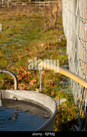 Congelati gocciolamento di acqua da un tubo flessibile Foto Stock