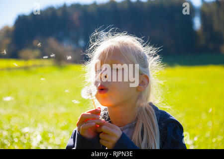 Ragazza soffia semi di tarassaco orologio nel campo, retroilluminato Foto Stock