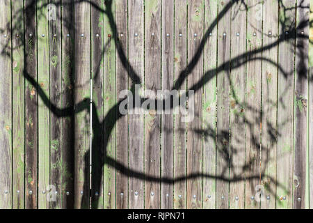 L ombra dei rami di un albero proiettata su un vecchio verde recinzione di legno Foto Stock