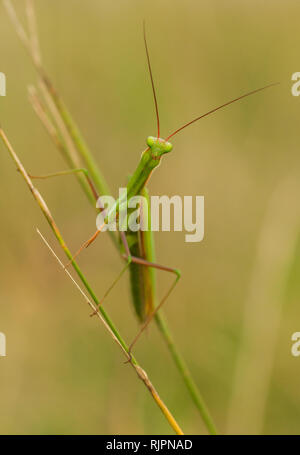 La fauna selvatica foto macro della mantide religiosa Foto Stock