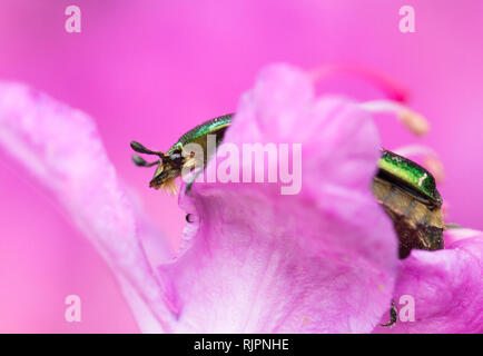 La fauna selvatica foto macro di Rose chafer beetle Foto Stock