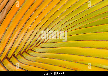 Chiudere la vista di un viaggiatore's tree ravenala madagascariensis rami , gradiente di colori vivaci da arancione a verde Foto Stock