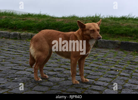 Davvero carino rosso di razza cane con gli occhi chiusi. Foto Stock