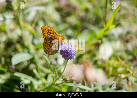 Argento-lavato fritillary butterfly (argynnis paphia) su viola flowerhead, close up Foto Stock