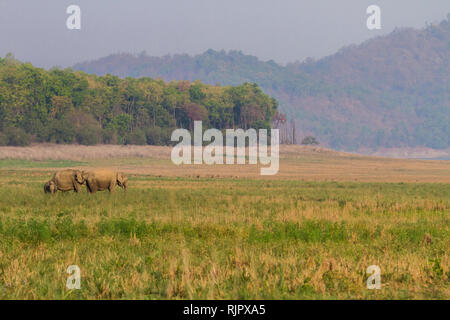 Elefanti asiatici di Elephas maximus a Jim Corbett National Park, Uttarakhand, India Foto Stock