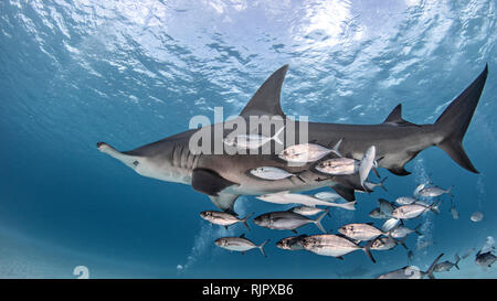 Grande squalo martello in secca di pesce, Alice Town, Bimini, Bahamas Foto Stock