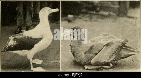 . Il Auk. Gli uccelli. 1. Tubinares sulla caccia alle balene banche a nord di Isola Georgia del Sud. "Whale- uccelli,' banksi prioni; 'Cape-Hens,' ProceUarin cFquinociialis; e 'MoUymokes,' Diomedea melanophrys. 2. Tubinares sull'acqua: principalmente girovagando albatri, Diomedea exulans; papere giganti, Macronectes giganteus; e ' Cape Piccioni,' Petrella capensis. 3. Captive femmina Albatro errante (sulla sinistra), e Giant Petrel (sulla destra). Si prega di notare che queste immagini vengono estratte dalla pagina sottoposta a scansione di immagini che possono essere state migliorate digitalmente per la leggibilità - Colorazione e aspetto di queste illustrazioni m Foto Stock