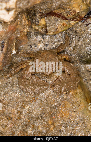 Un ampio-artigliato il granchio di porcellana, Porcellana platycheles, nascosto sotto una pietra in acque basse in Portland Harbour Dorset. I granchi sono molto piccole con un Foto Stock