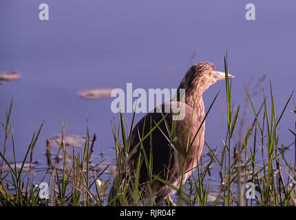 Animale selvatico,stagno indiana ,Heron,appollaia,sull'acqua, Foto Stock