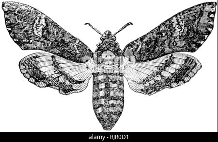 Comune: taglio di legno intagliato, illustrazione presa da "tesoro di storia naturale' da Samuele Maunder, pubblicato 1848 Foto Stock