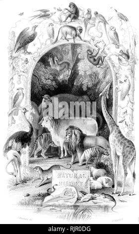 Comune: taglio di legno intagliato, illustrazione presa da "tesoro di storia naturale' da Samuele Maunder, pubblicato 1848 Foto Stock
