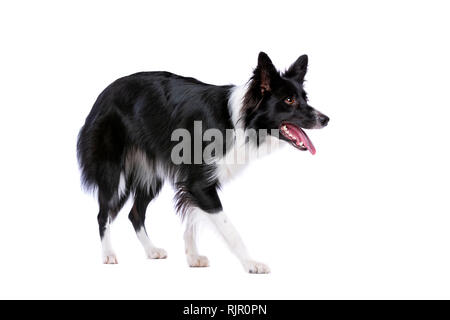 Border Collie cane in piedi di fronte a uno sfondo bianco Foto Stock