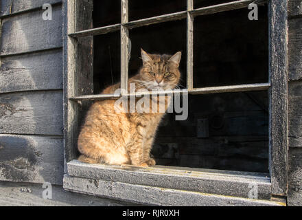 Agriturismo Cat guarda la strada Foto Stock