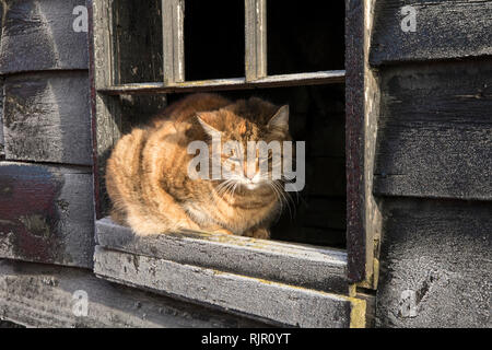 Agriturismo Cat guarda la strada Foto Stock