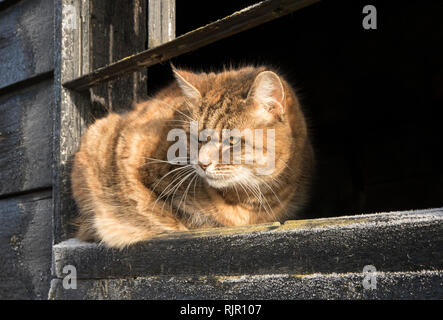 Fattoria di zenzero gatto sul davanzale guardando fuori Foto Stock