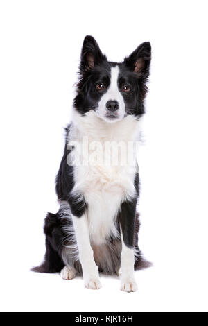 Bianco e nero Border Collie cane seduto davanti a uno sfondo bianco Foto Stock