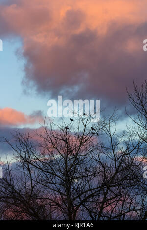 Silhouette di uccelli sull'albero senza foglie in inverno con il tramonto del sole le nuvole colorate in background Foto Stock