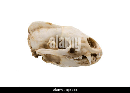 Unione badger, Meles meles, cranio di mammifero Foto Stock